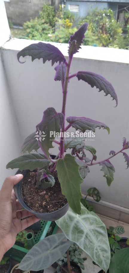 Purple Velvet, Purple Passion, Purple fuzz,Velvety leaves