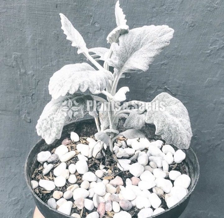 Silver Dust