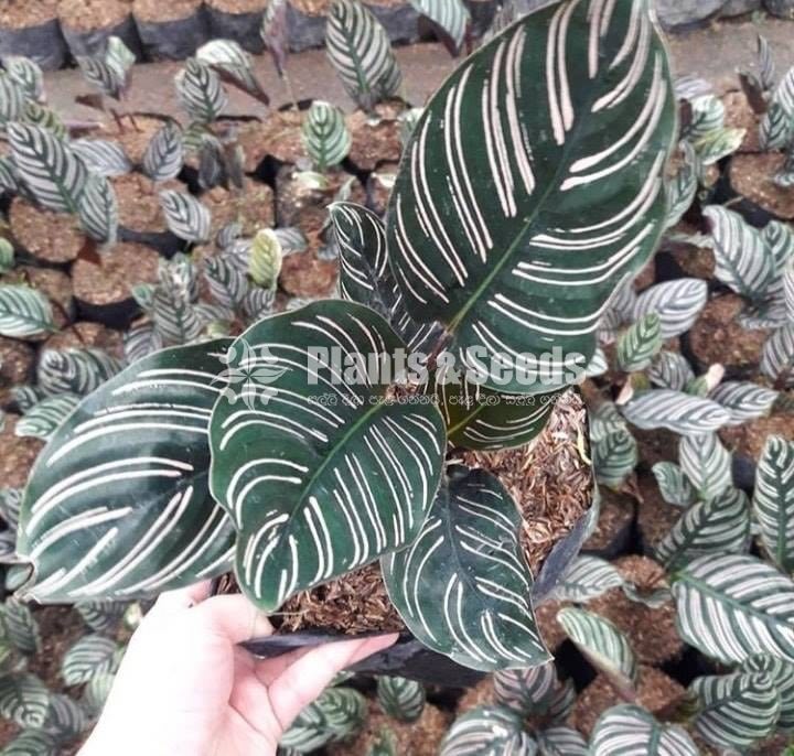  Calathea batik ☄️