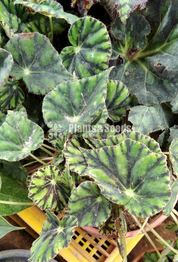 Eye lash Begonia 