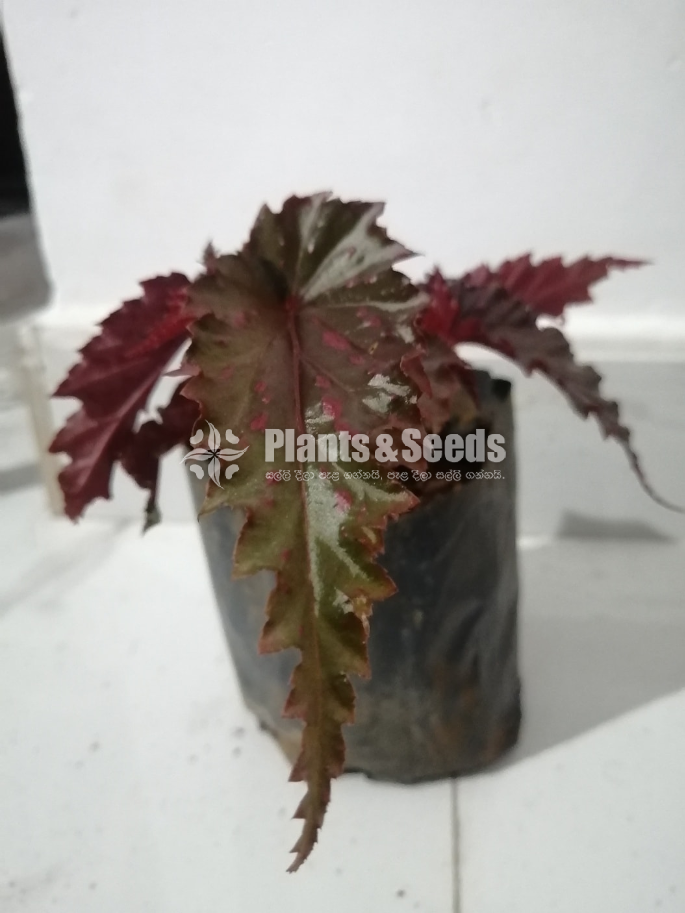 Angelwing Begonia