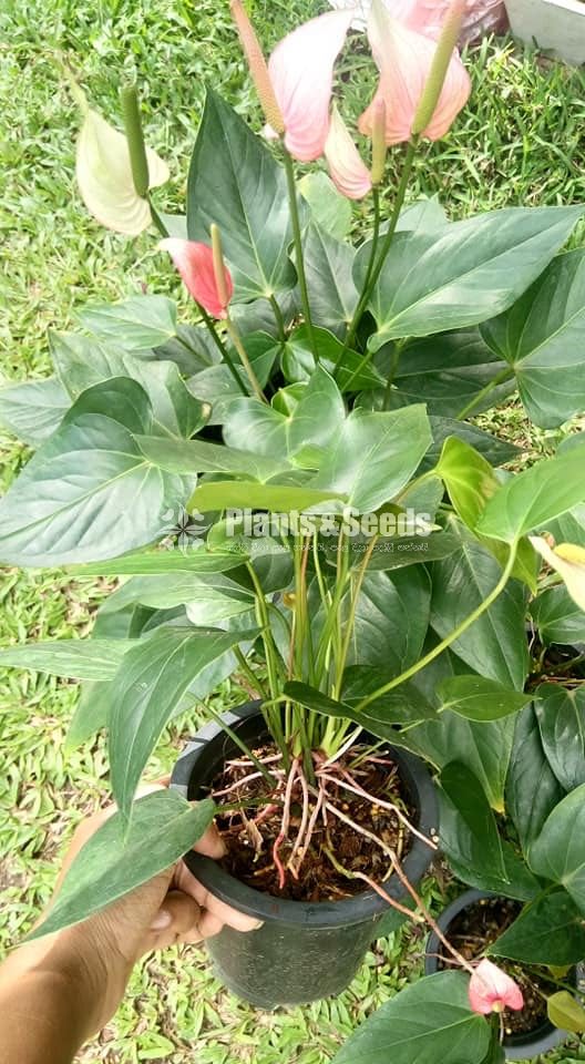 Saso Anthurium