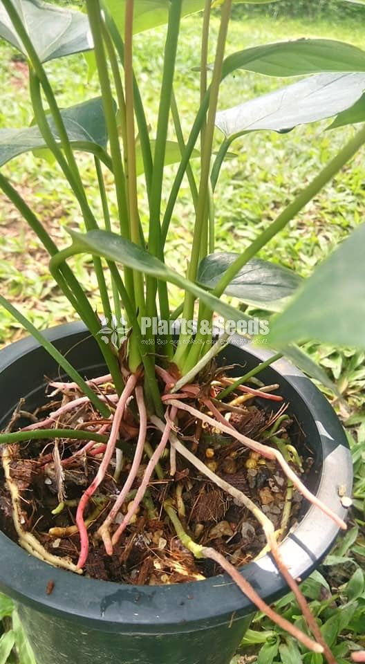 Saso Anthurium