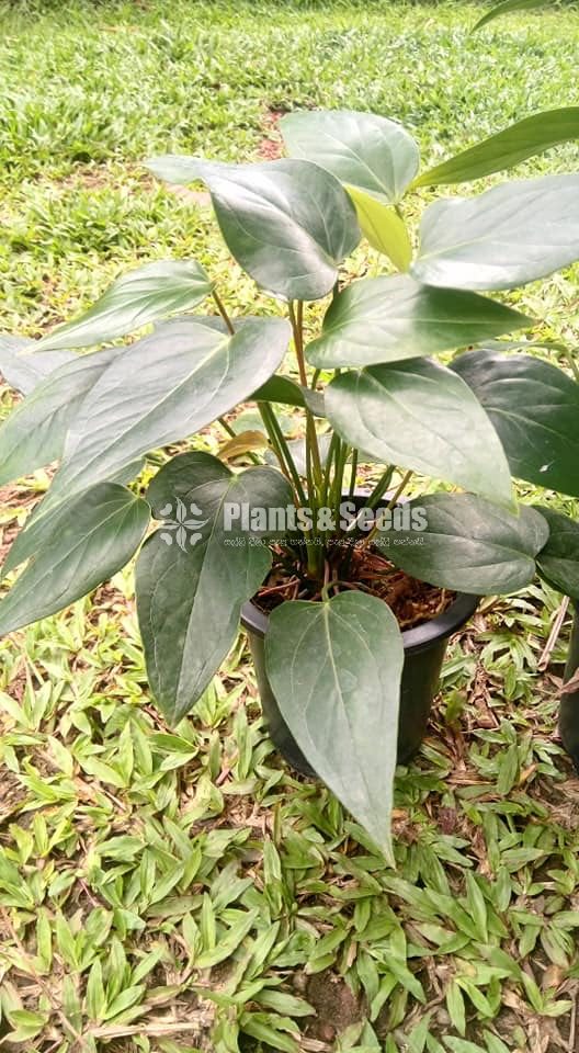 Saso Anthurium