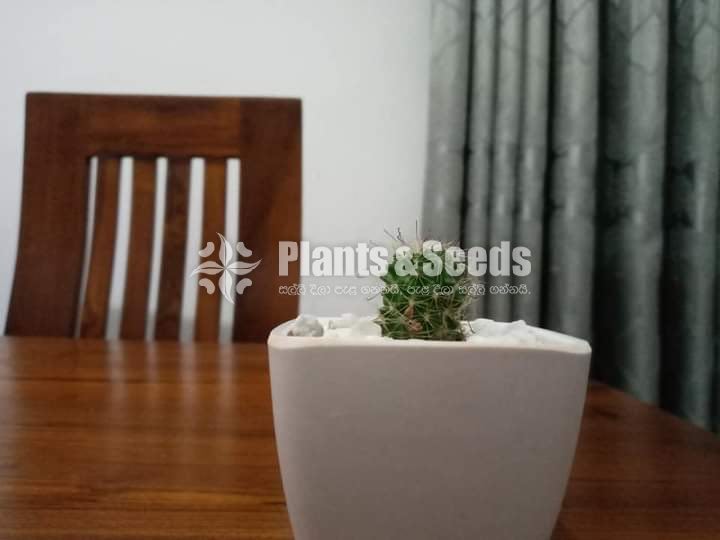 Cactus,Jade, Succulent Plants 