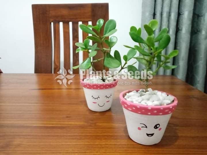 Cactus,Jade, Succulent Plants 