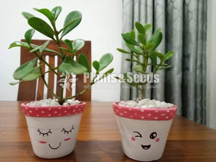 Cactus,Jade, Succulent Plants 