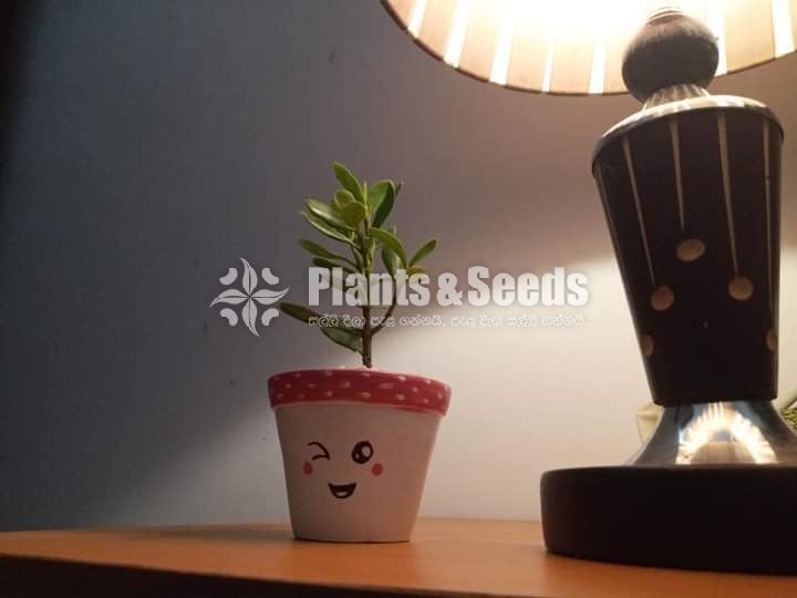 Cactus,Jade, Succulent Plants 