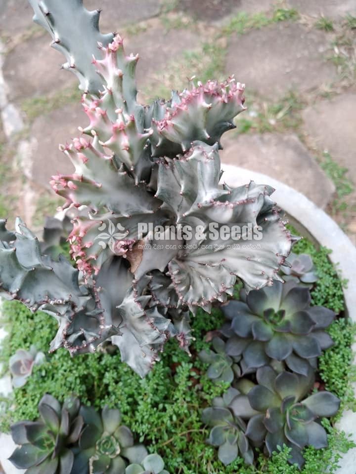 Succulent Plants