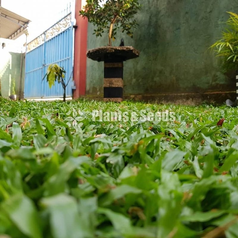 Malaysian Grass
