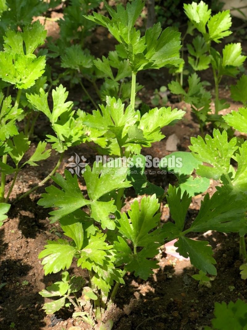 Celery