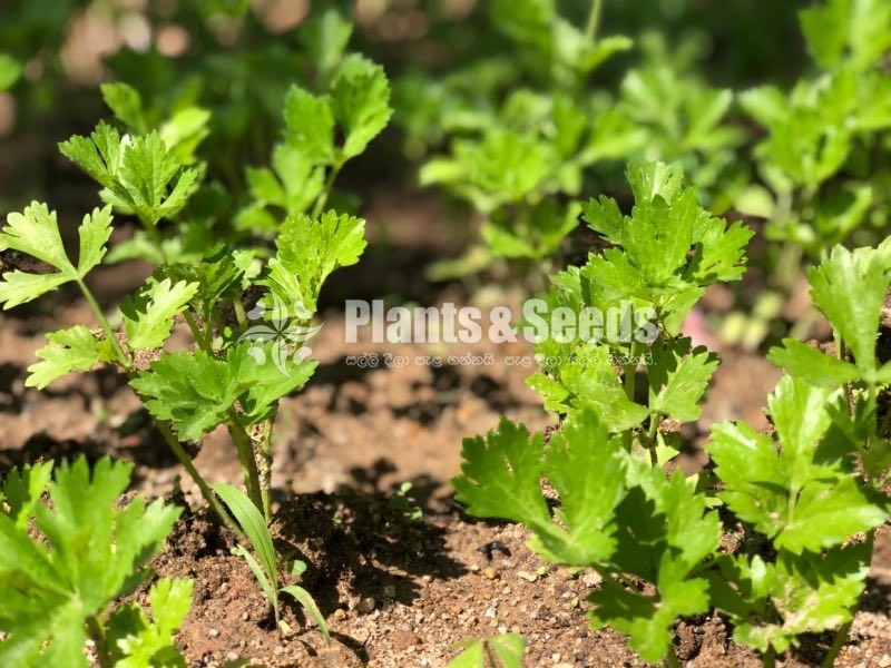 Celery