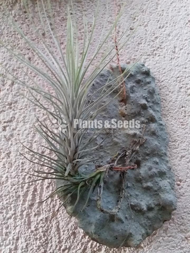 Air Plants-500