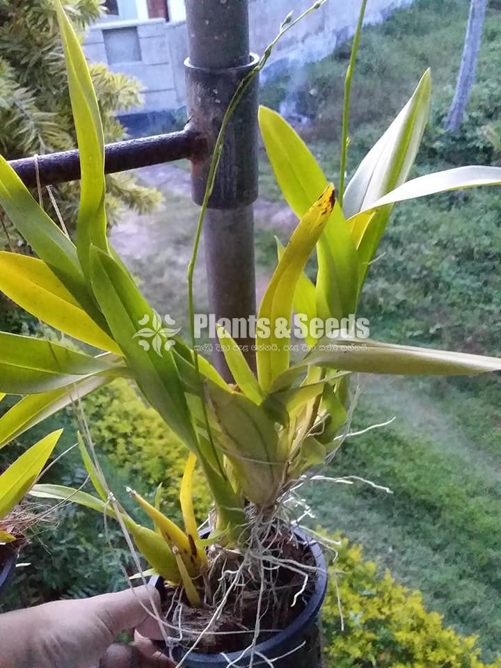 Kandiyan Dancer Orchids