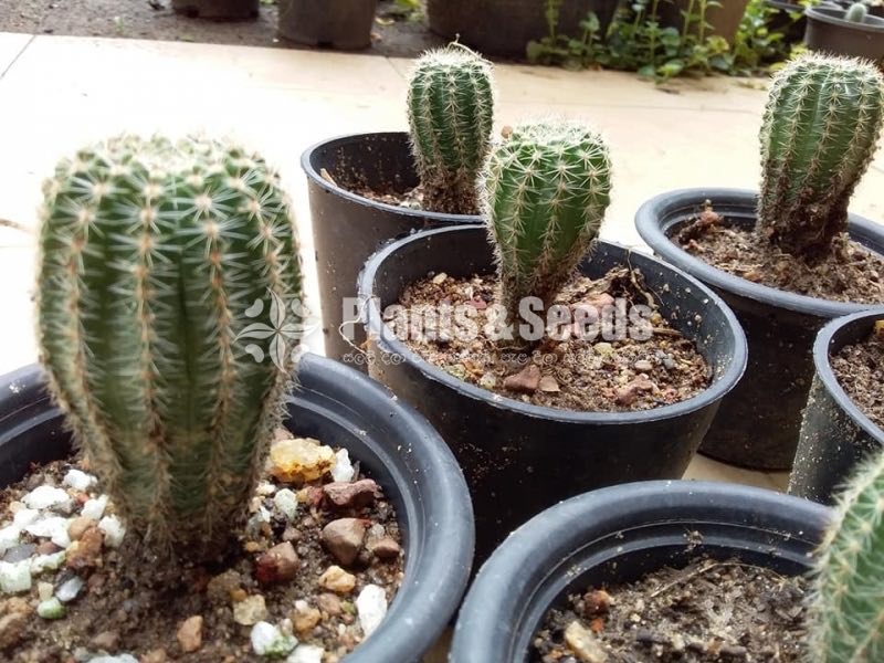 Cactus