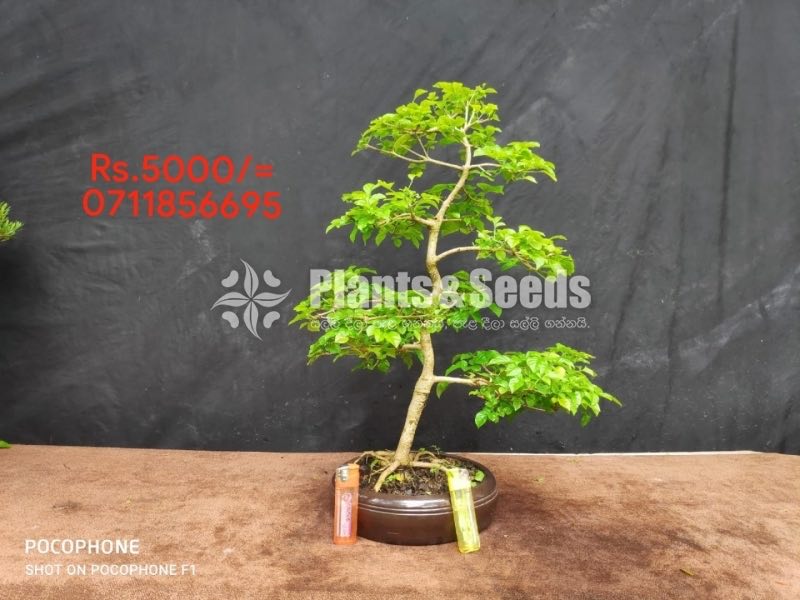 Bonsai-5000