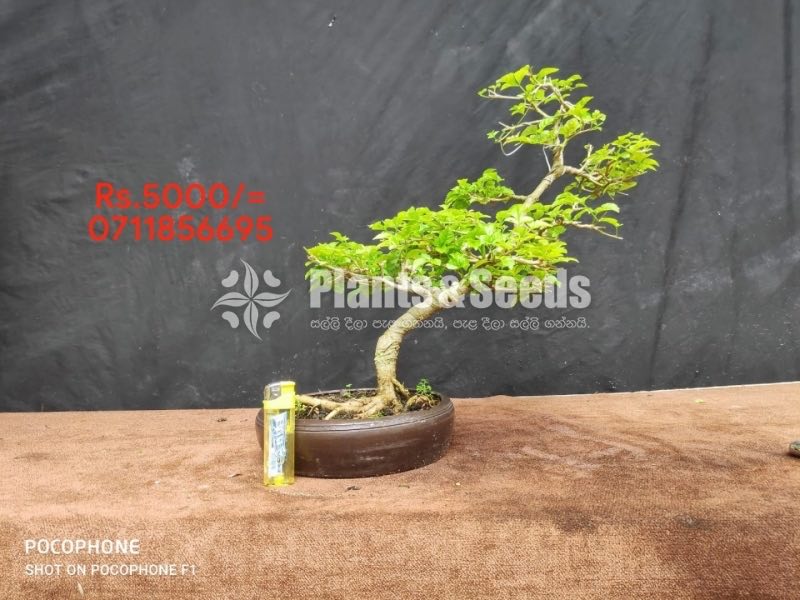Bonsai-5000