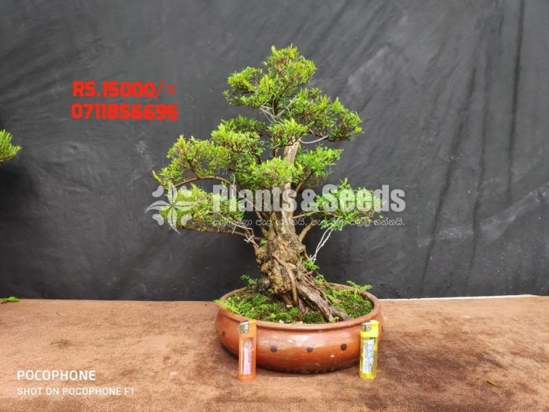Bonsai-15000