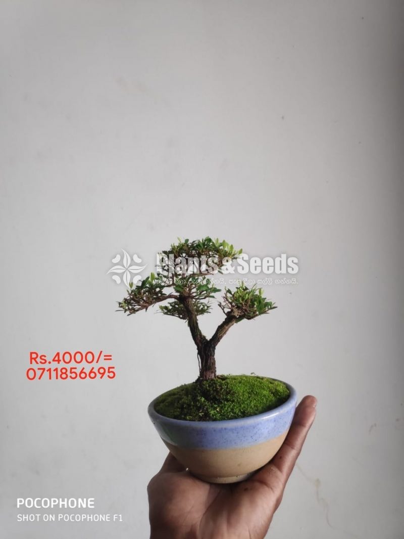 Bonsai-4000