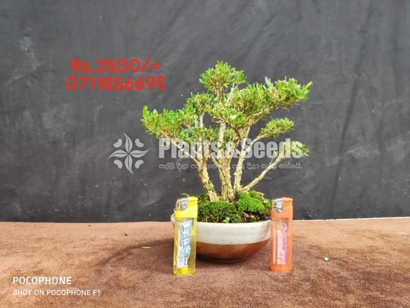 Bonsai-2500