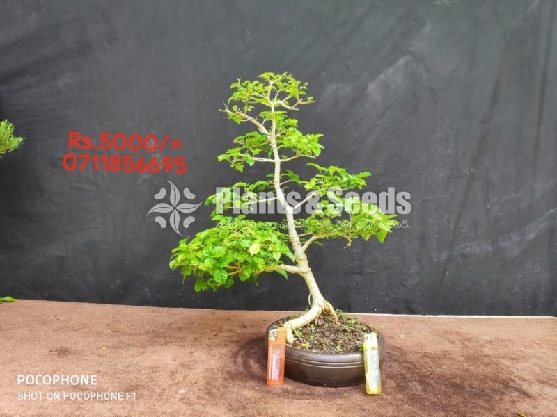 Bonsai-5000