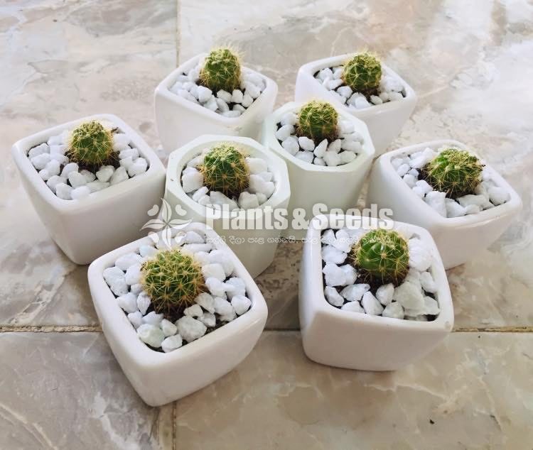 Cactus Babies -Teachers day gift