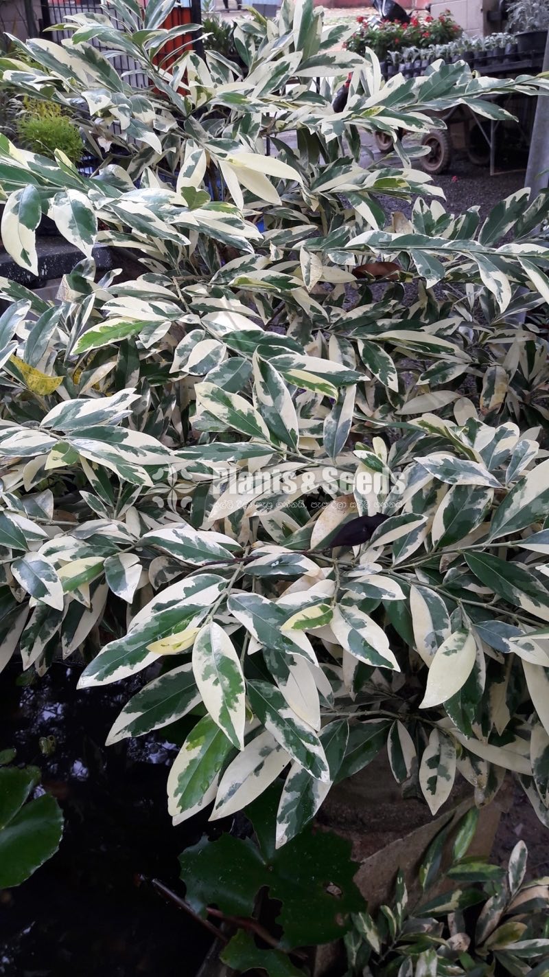 Croton