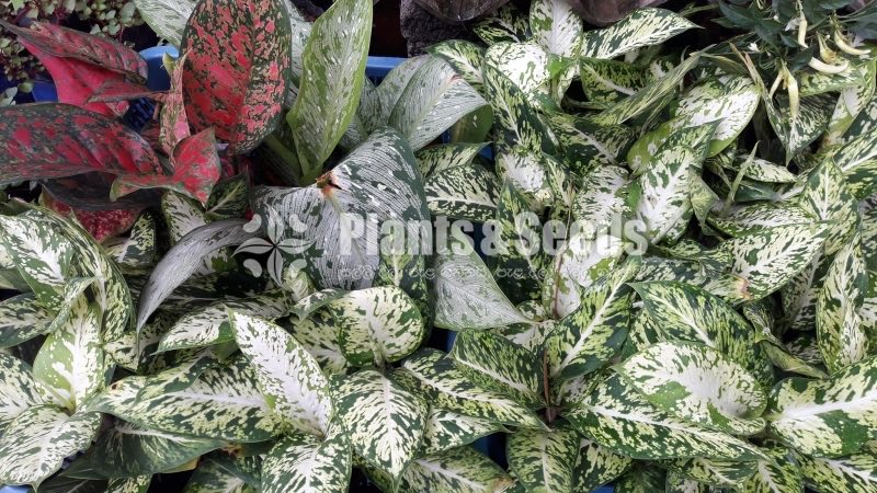 Croton