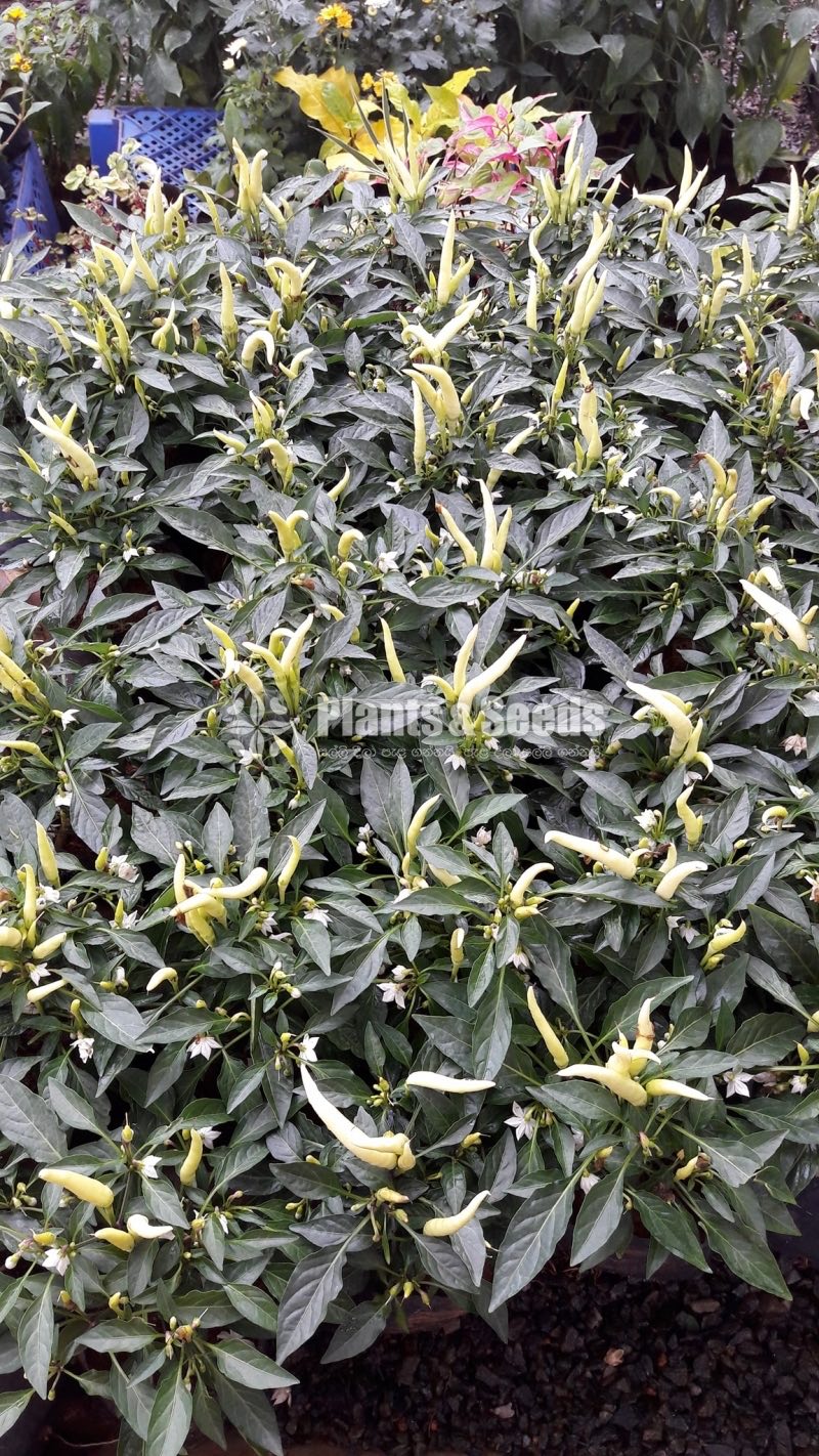 Croton