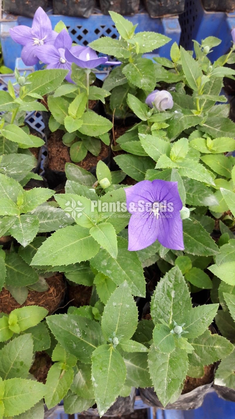 Flower Plants Collection