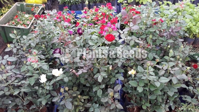 Flower Plants Collection