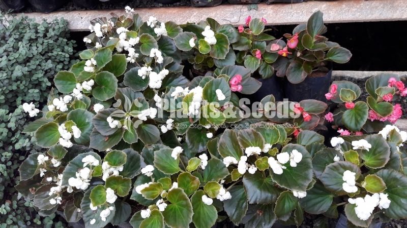 Flower Plants Collection