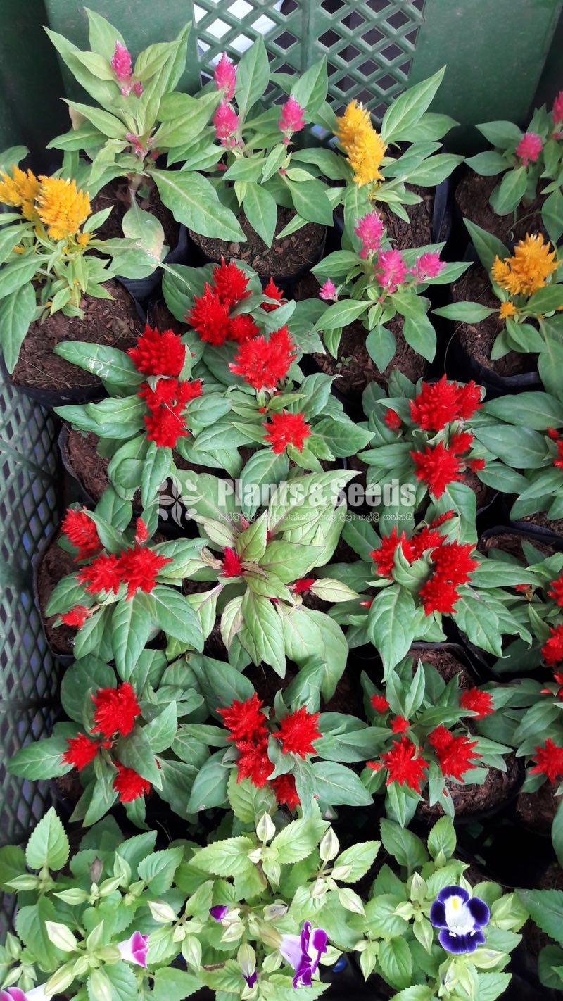 Flower Plants Collection