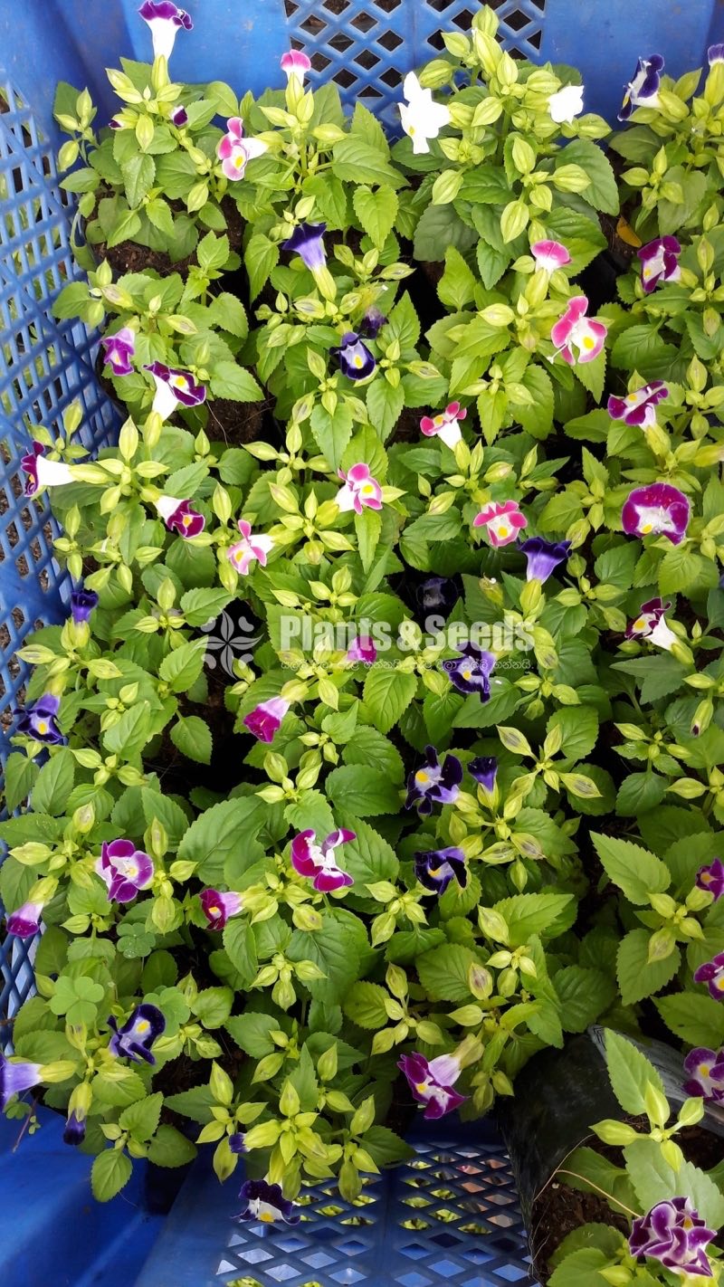 Flower Plants Collection