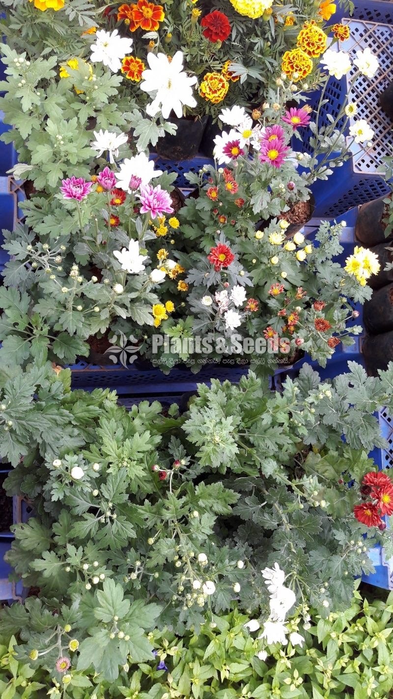 Flower Plants Collection