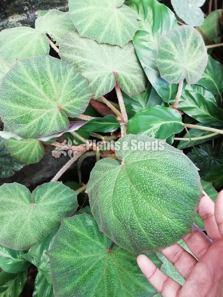  Bigoniyas