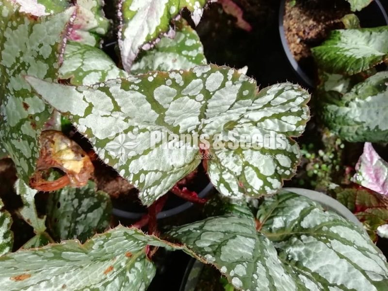  Bigoniyas