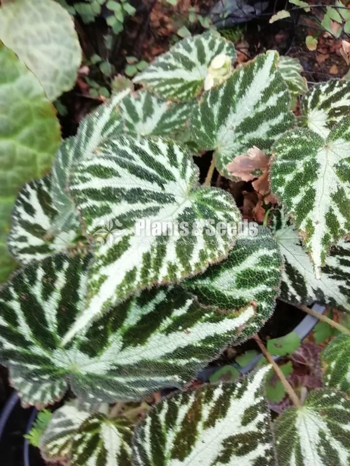  Bigoniyas