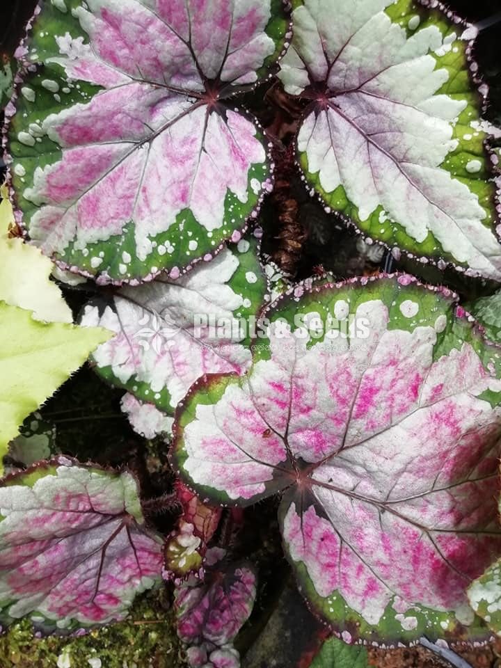  Bigoniyas