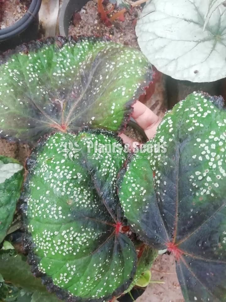  Bigoniyas