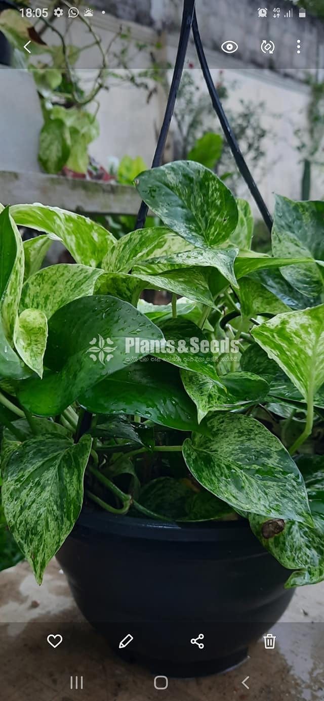 Pothos