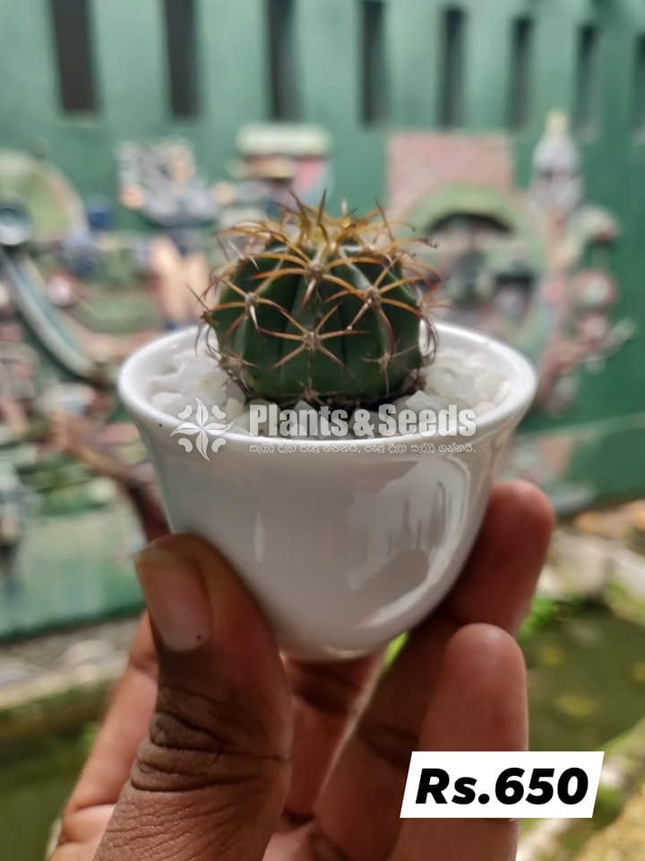 Baby Cactus in Ceramic Pots