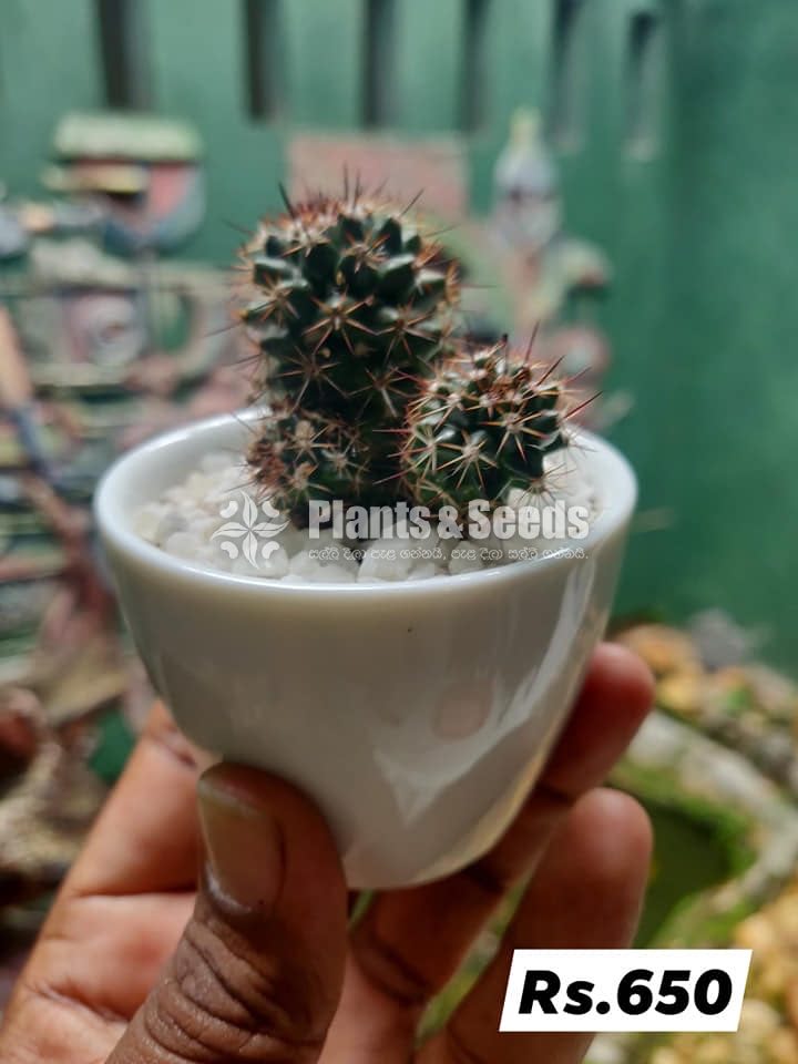 Baby Cactus in Ceramic Pots