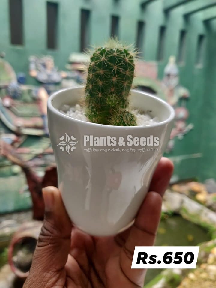 Baby Cactus in Ceramic Pots