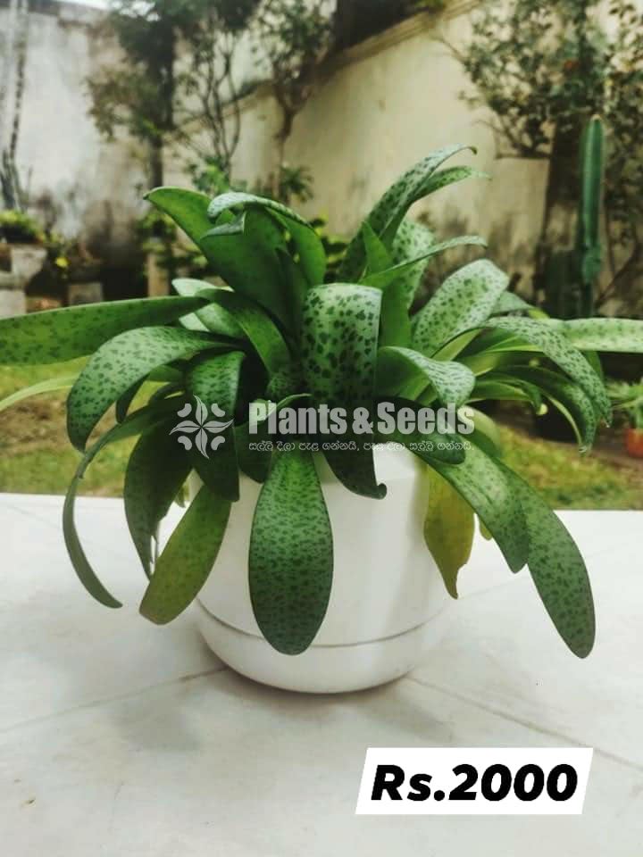 Out Door Plant Collection