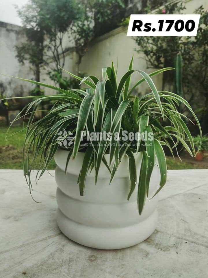 Out Door Plant Collection
