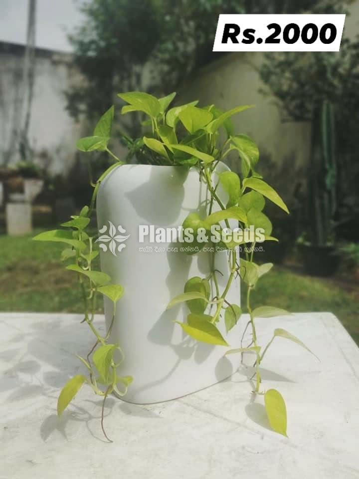 Out Door Plant Collection