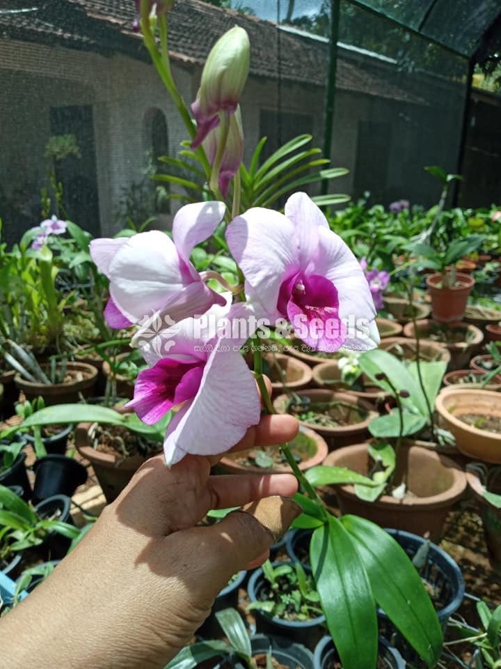 Orchids