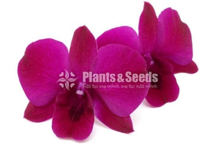 Orchids
