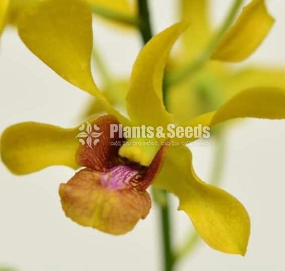 Orchids